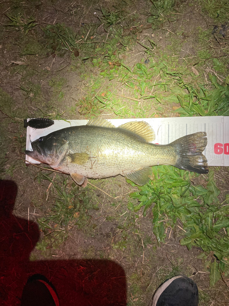 ブルフラットで55cm!!