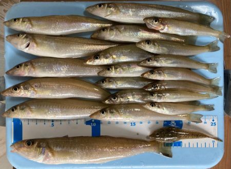 ライトキスゲーム