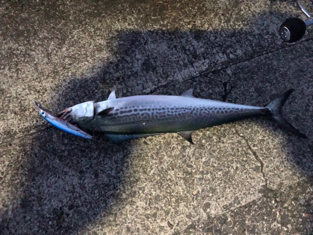 ダツ、恐るべし！