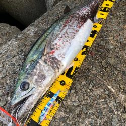 メジロじゃなかった