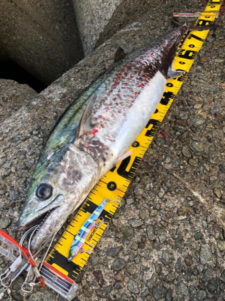 メジロじゃなかった