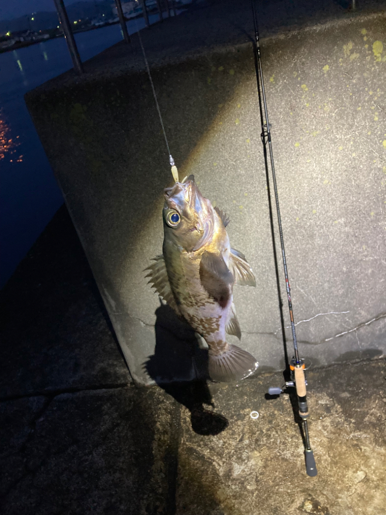 富山湾遠征　メバルを求めて