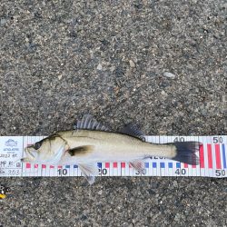 ハネ(セイゴ？)45センチ