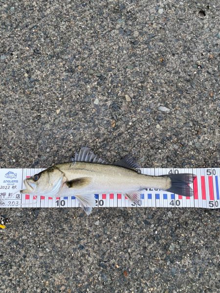 ハネ(セイゴ？)45センチ