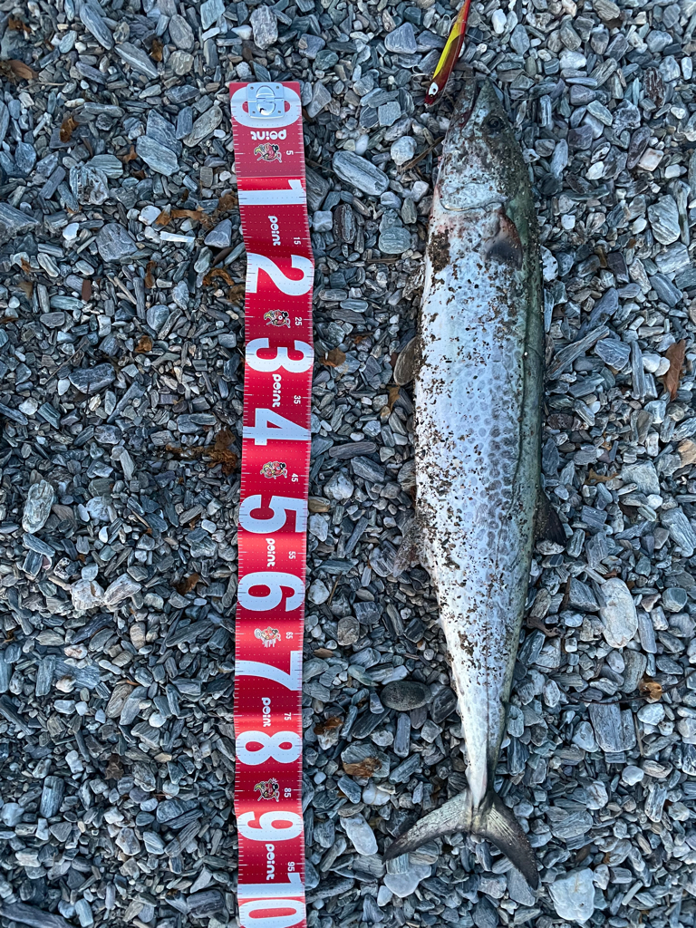 歴代最大サイズ更新