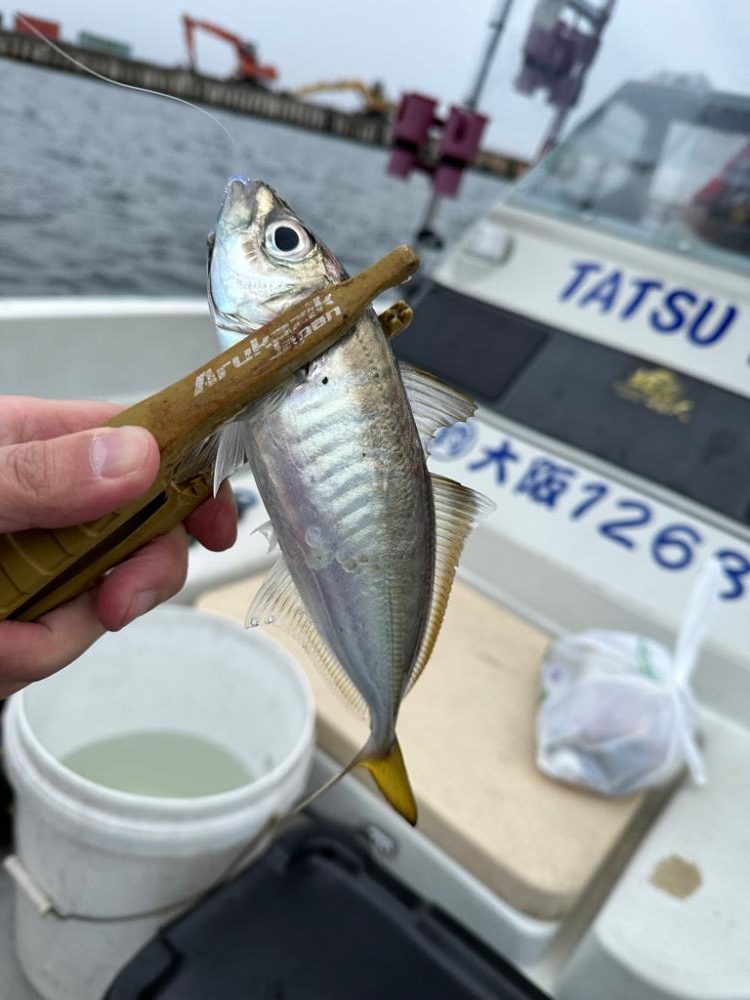 ボートメバリング？アジング？