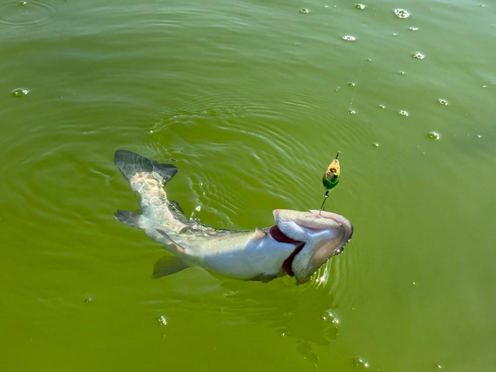 放流パターン爆破　かめプー