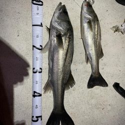 春ボートシーバス