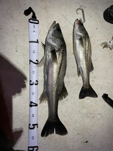 春ボートシーバス