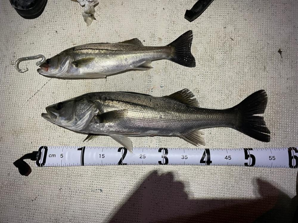 春ボートシーバス