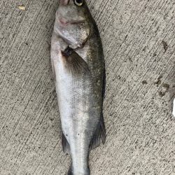 週末釣り、活性が戻ってきました