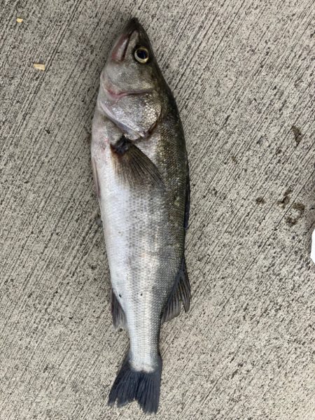 週末釣り、活性が戻ってきました