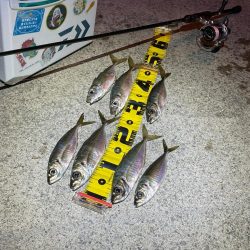 夕まずめフロート