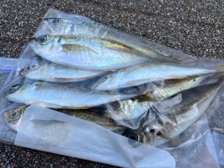 鯵を探して三千里 Vol.40