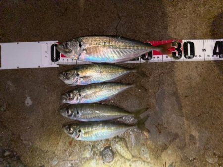 ４月４日アジング