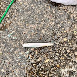 サビキ釣りに行って来ました