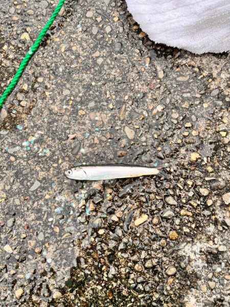 サビキ釣りに行って来ました