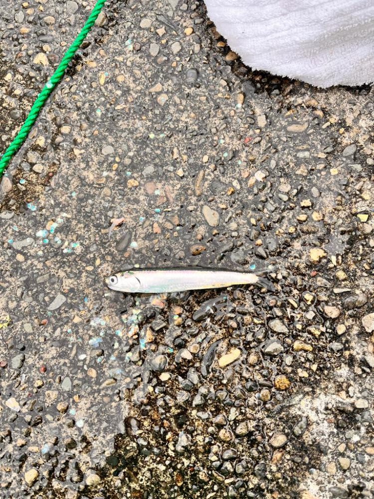 サビキ釣りに行って来ました