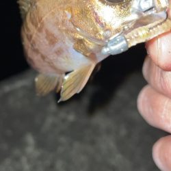 爆風メバリング