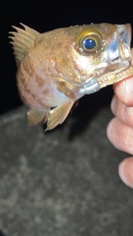 爆風メバリング