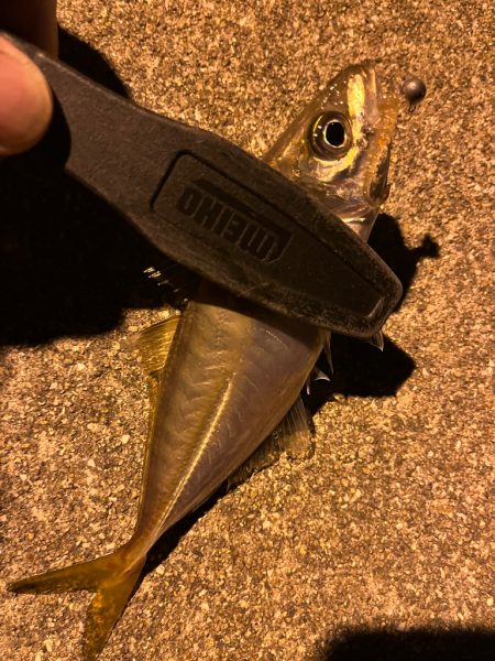 風が寒い・・・釣果も