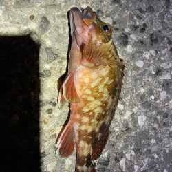 息子、デカカサゴ！