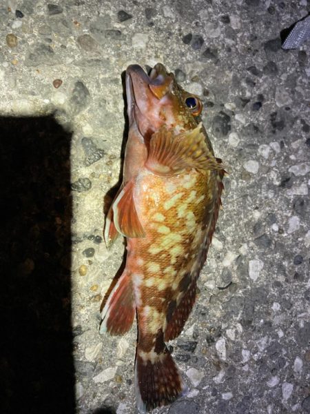 息子、デカカサゴ！