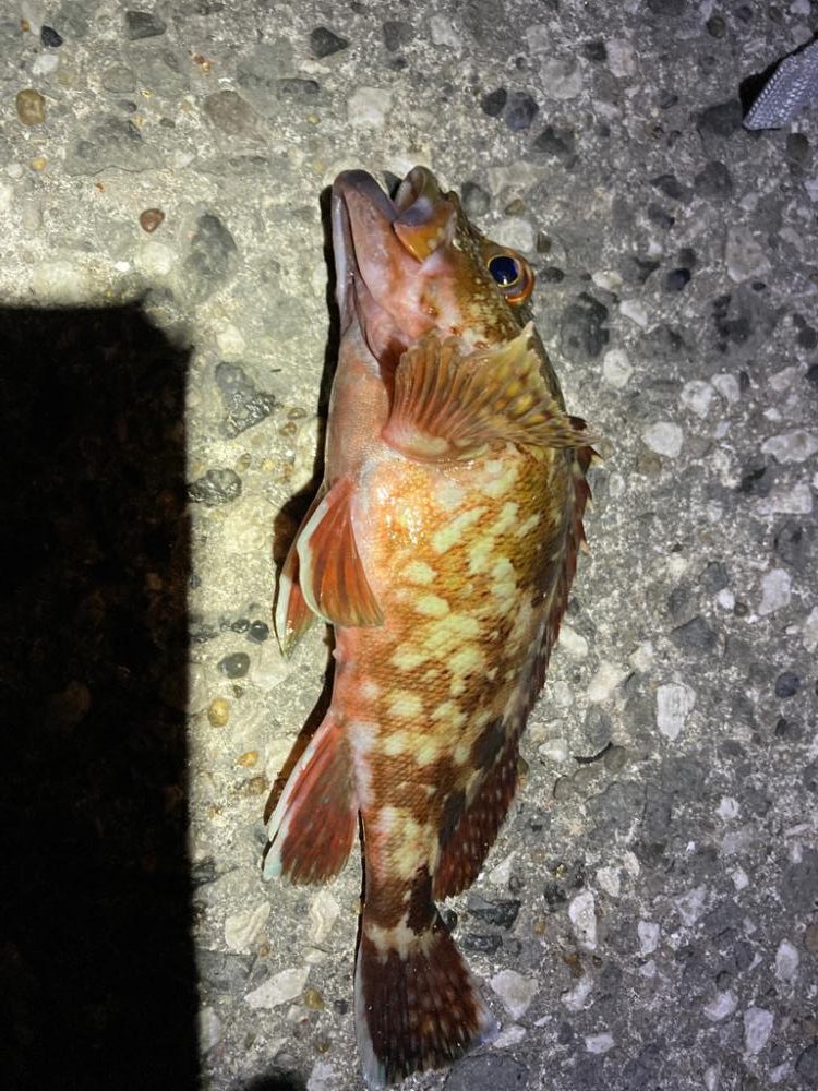 息子、デカカサゴ！