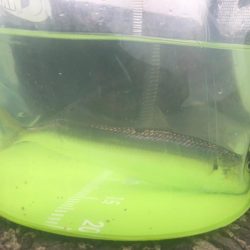 カタボシイワシ？