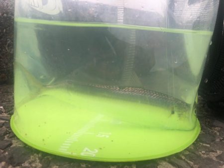 カタボシイワシ？