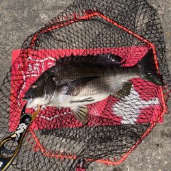 ヘチってきました