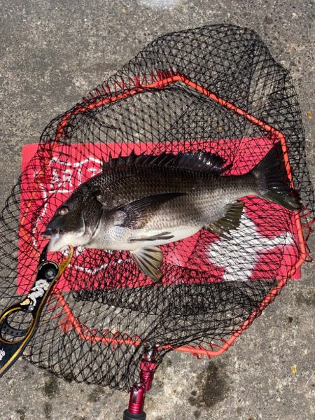 ヘチってきました