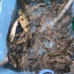 超爆！室津のカットウ