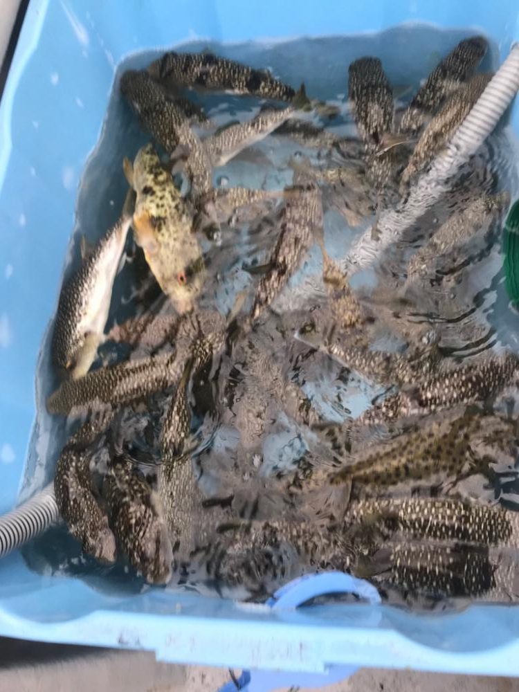 超爆！室津のカットウ