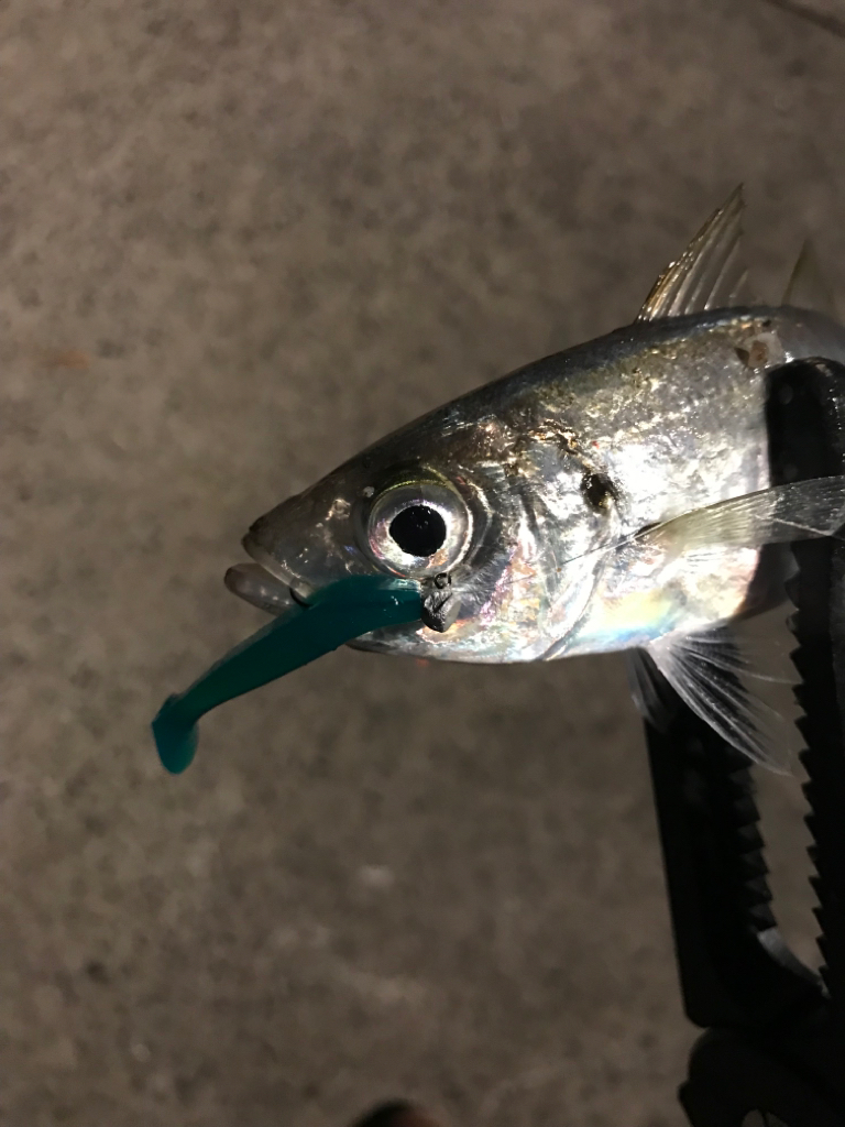 久しぶりの投稿