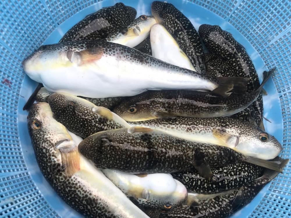 栄真丸カットウ釣り