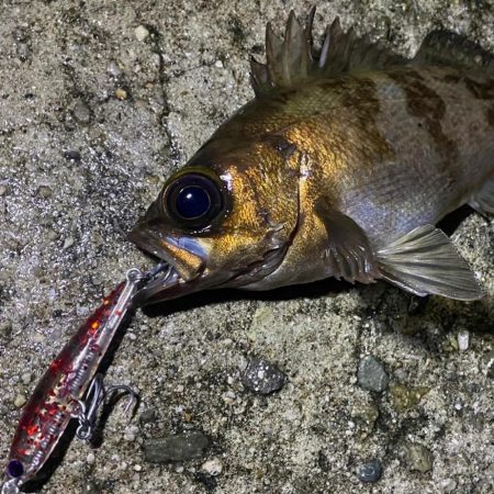 メバキング初釣果