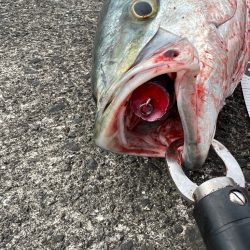 ポッパー丸呑み!連日のブリ!