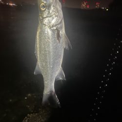 シーバスとゲストのキビレ