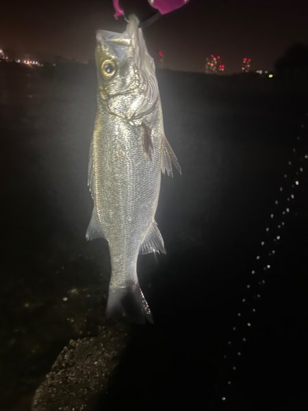 シーバスとゲストのキビレ