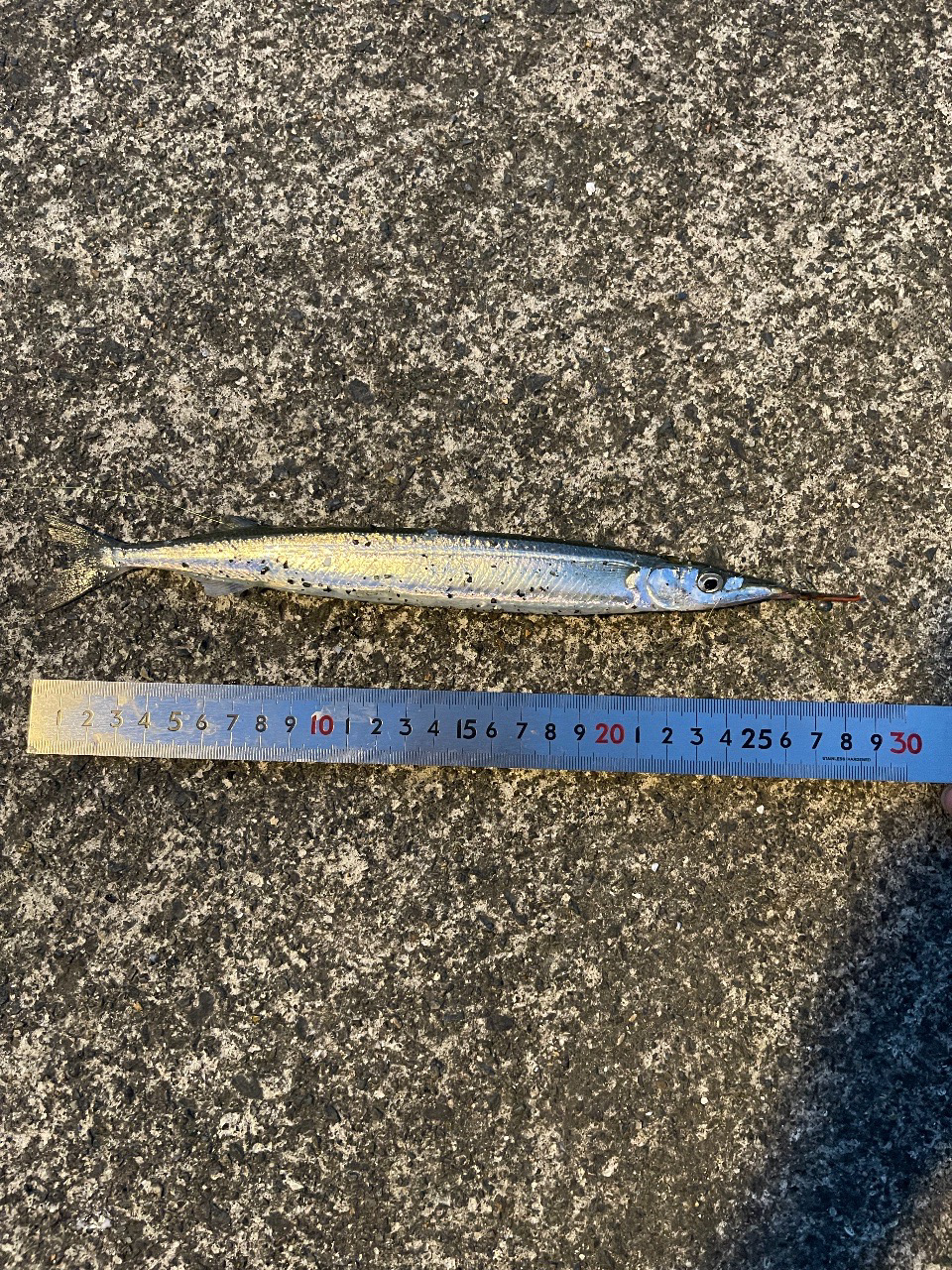 舞鶴でアジング