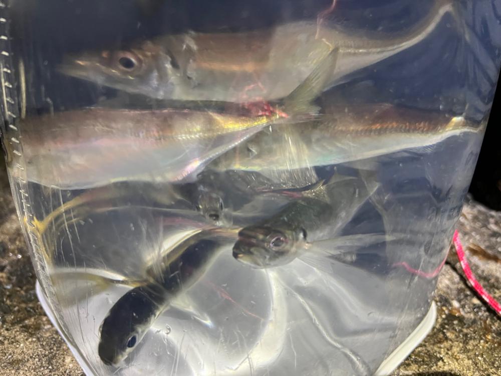 鯵を探して三千里 Vol.38