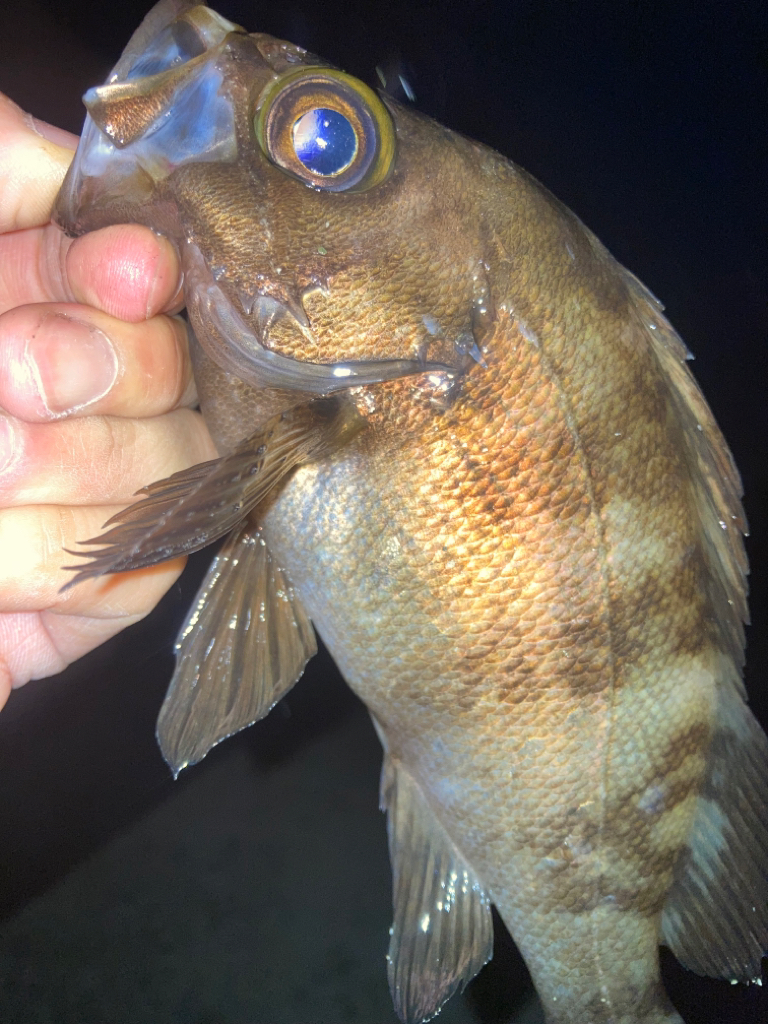 2023ライトゲーム第14戦