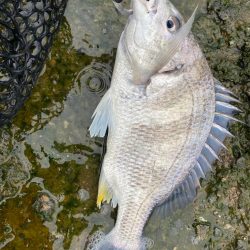 チニング  1時間で4匹