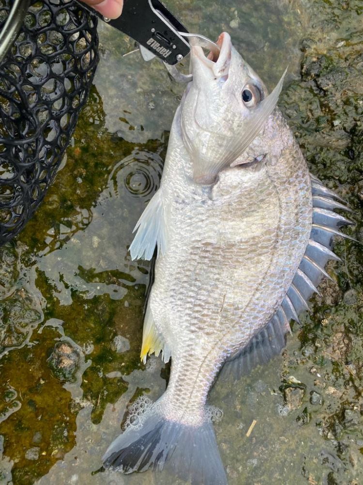 チニング 1時間で4匹