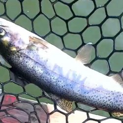 お昼からエリアトラウト