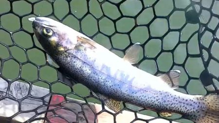 お昼からエリアトラウト