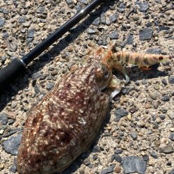 アオリはまだかな？