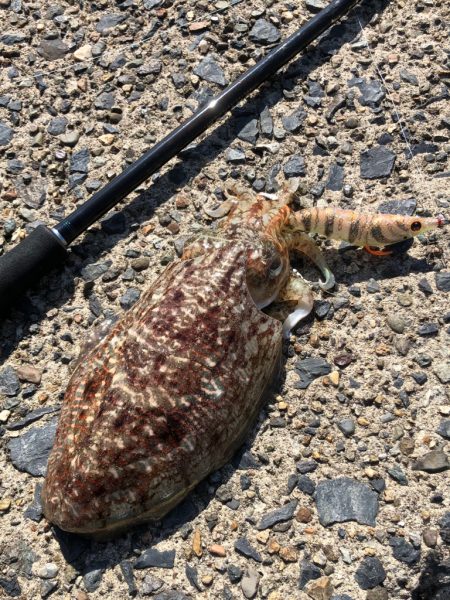 アオリはまだかな？