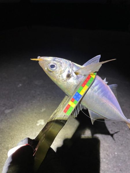 カマシング後に